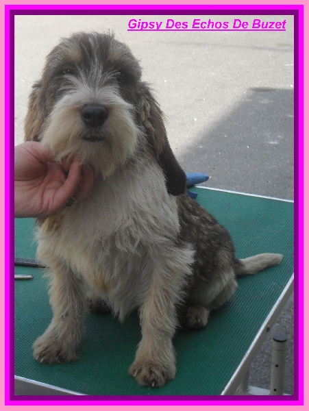 Gipsy des echos de buzet - Excellent n° 02