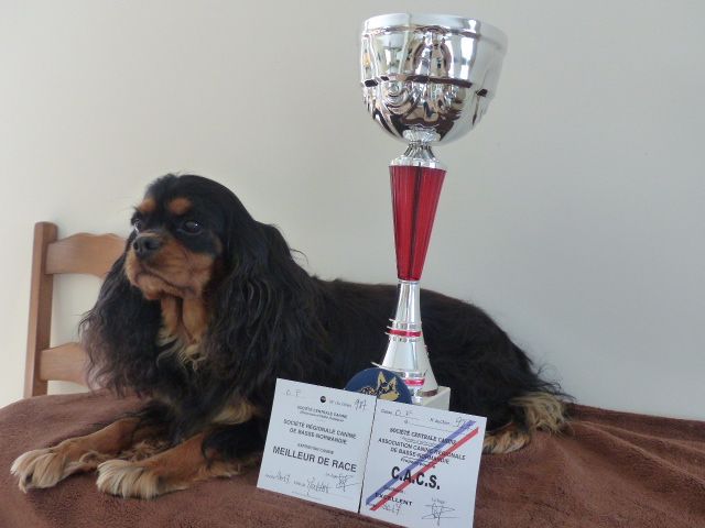 Hyness de Coursières - 1 ere excellent CACS et meilleur de race