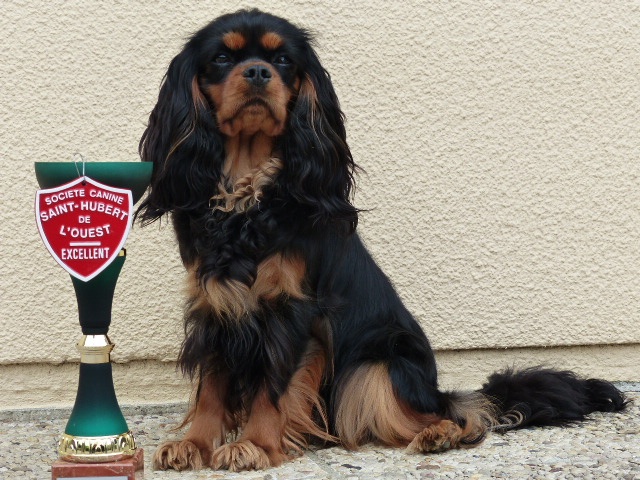 Hyness de Coursières - 1 ére excellente en classe jeune