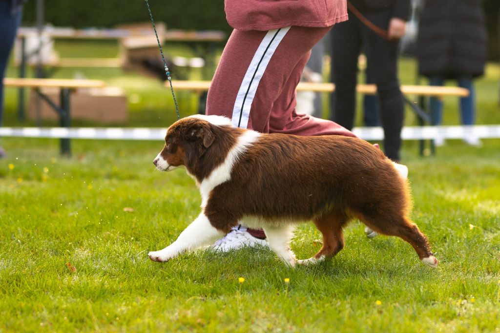Air buddies (bud) du domaine de Keops