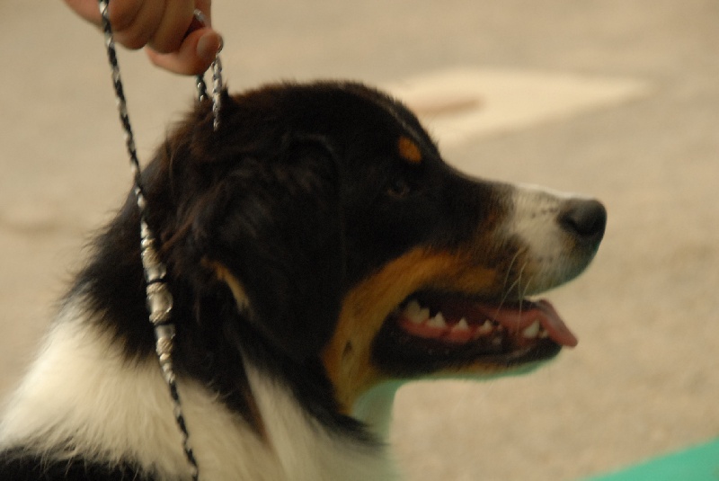 Sr.fairview come back home (faya) de l'Orée des charmois