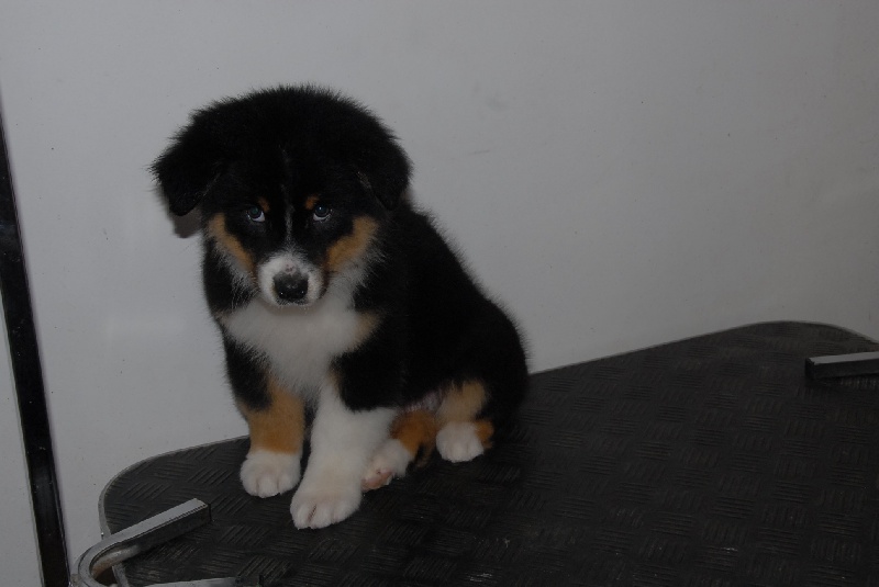 Sr.fairview come back home (faya) de l'Orée des charmois