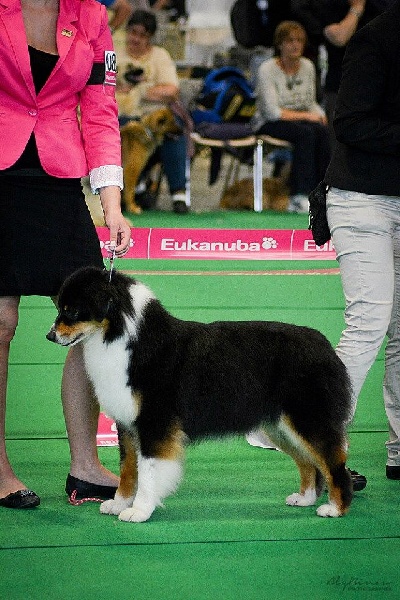 Sr.fairview come back home (faya) de l'Orée des charmois