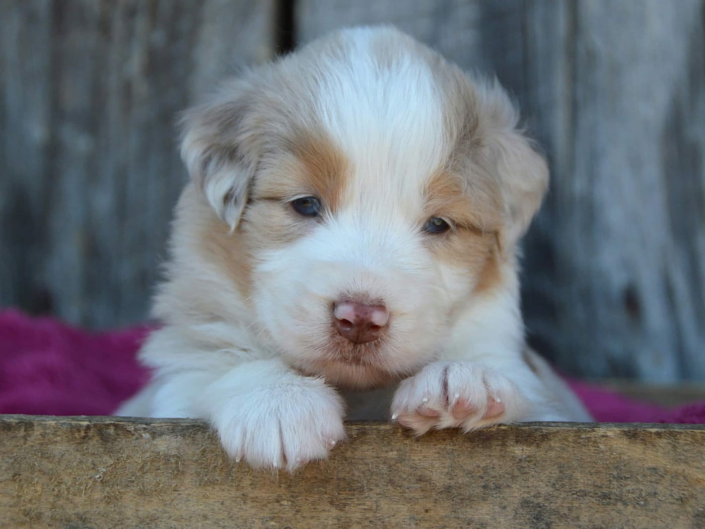 CHIOT 1