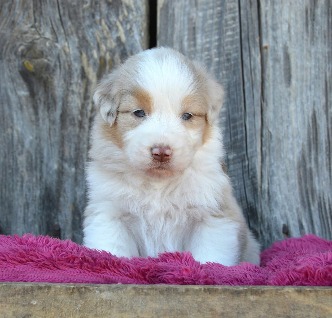 CHIOT 1