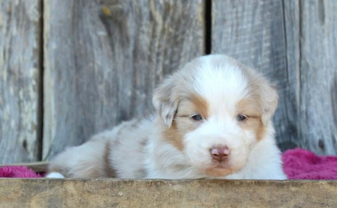 CHIOT 1