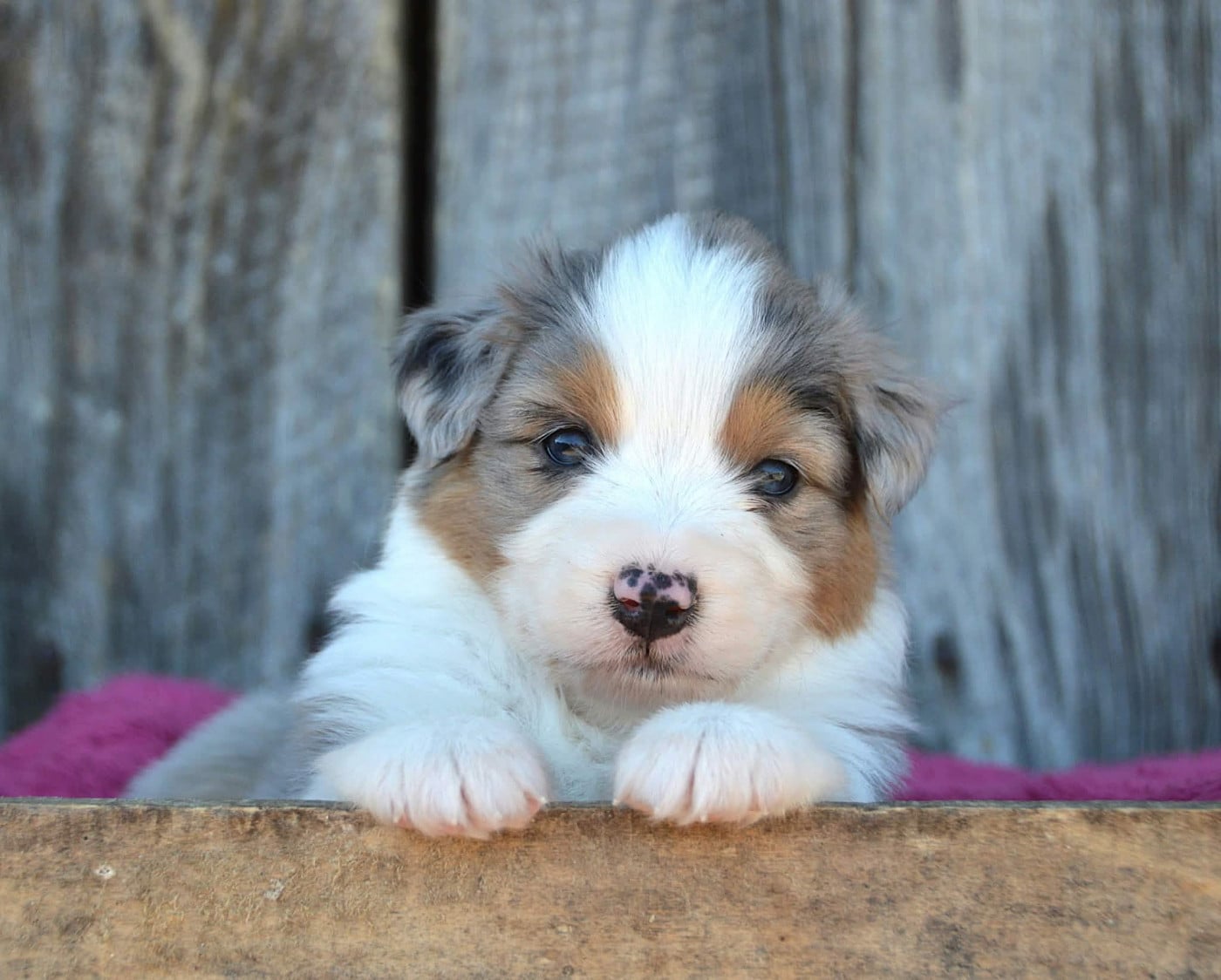 CHIOT 2