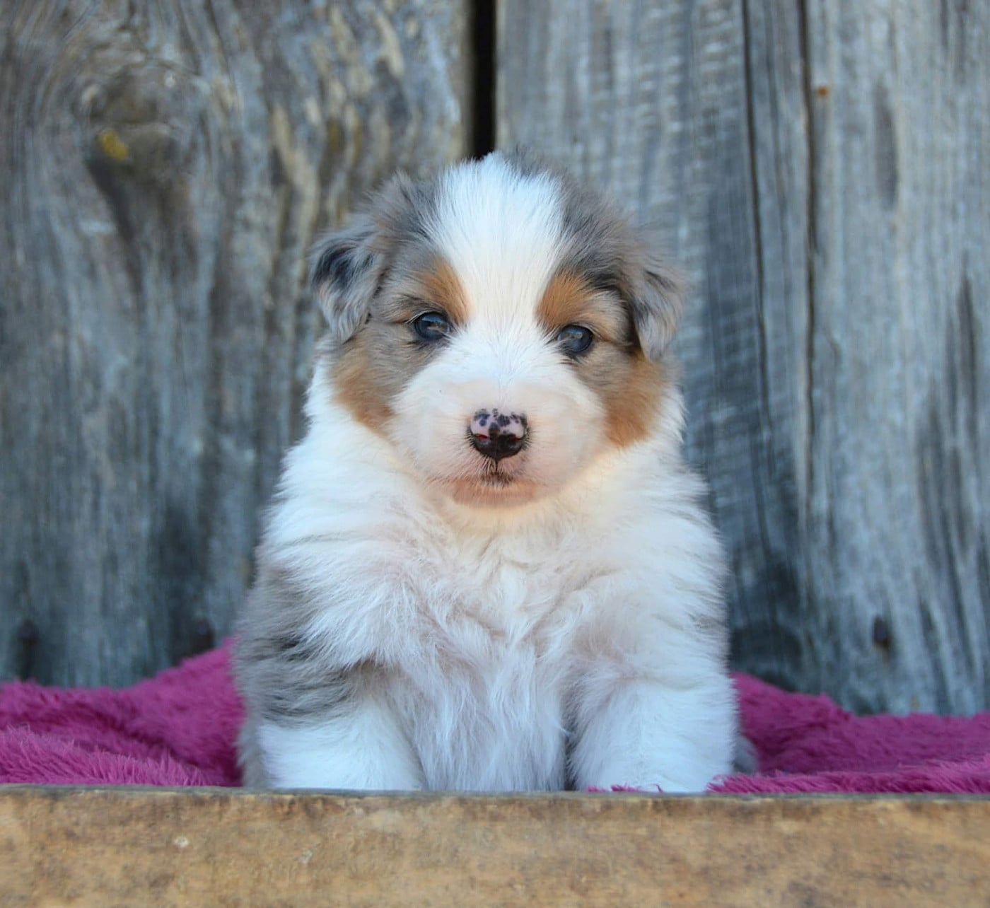 CHIOT 2