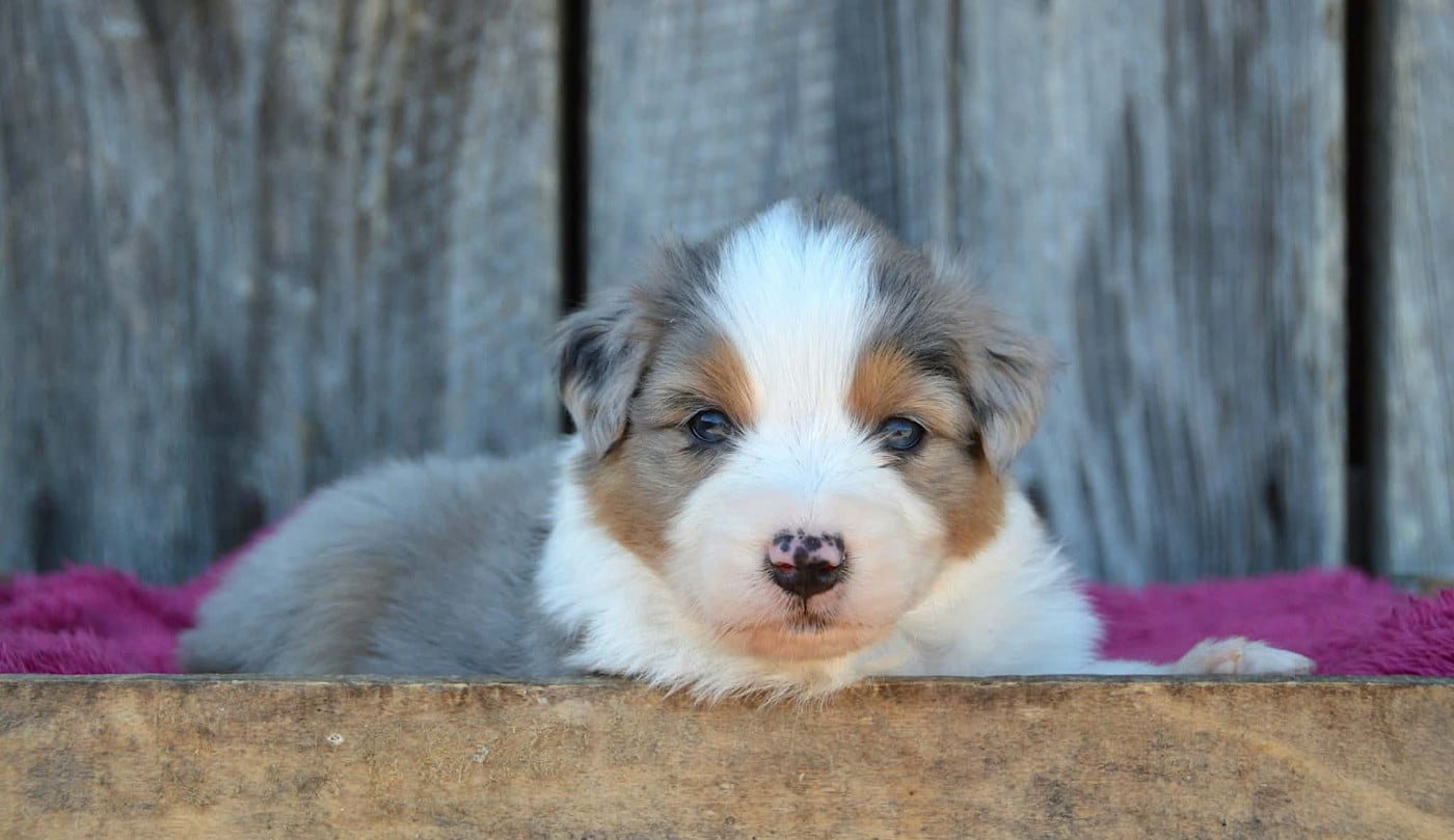 CHIOT 2