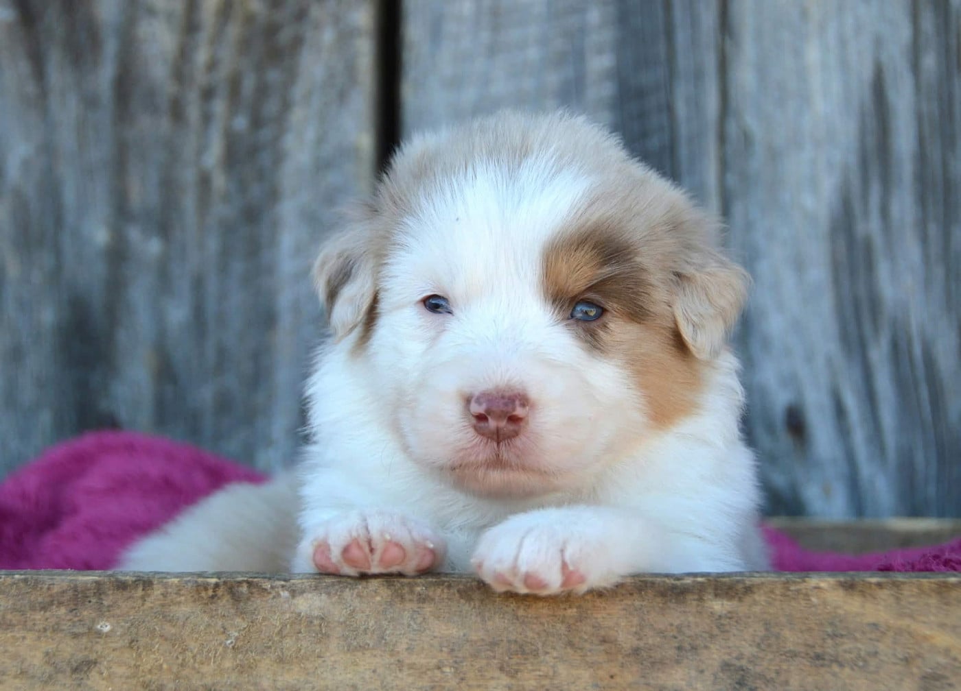 CHIOT 3