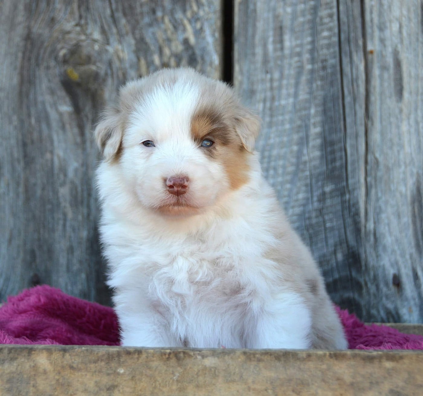 CHIOT 3