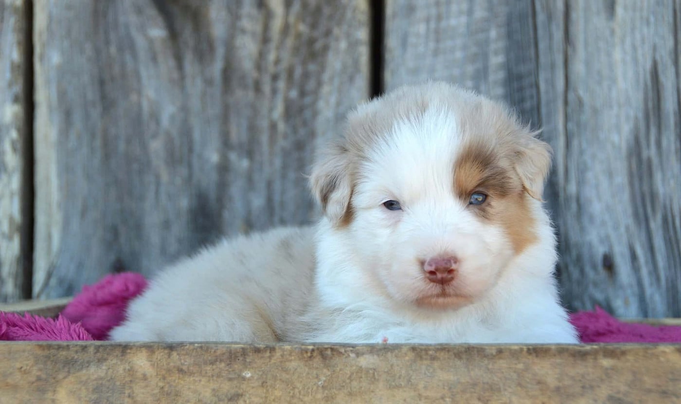 CHIOT 3