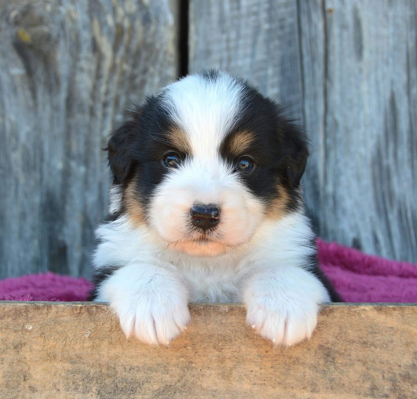 CHIOT 4