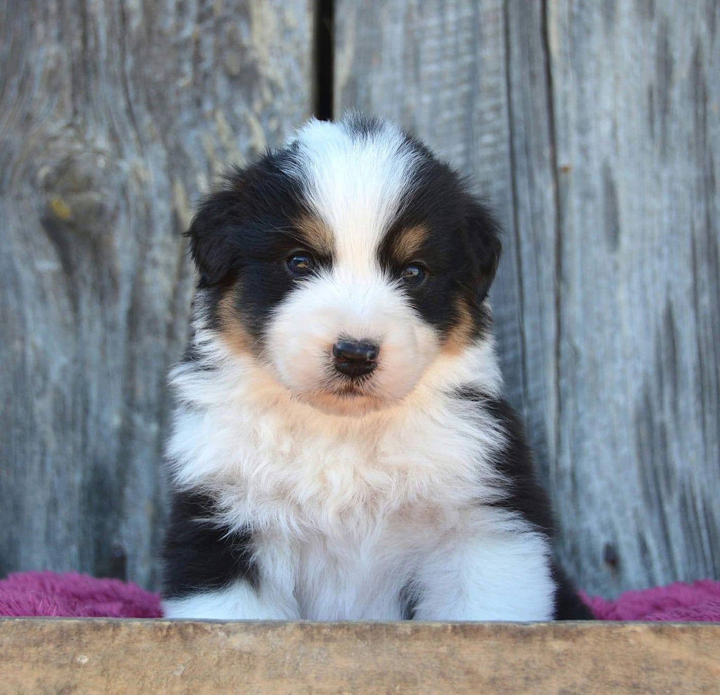 CHIOT 4