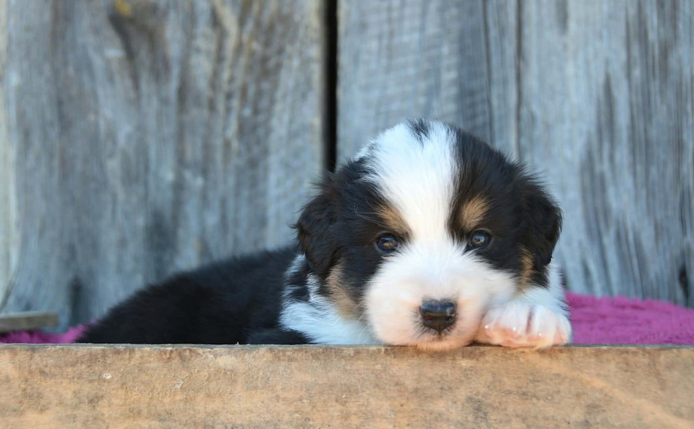 CHIOT 4