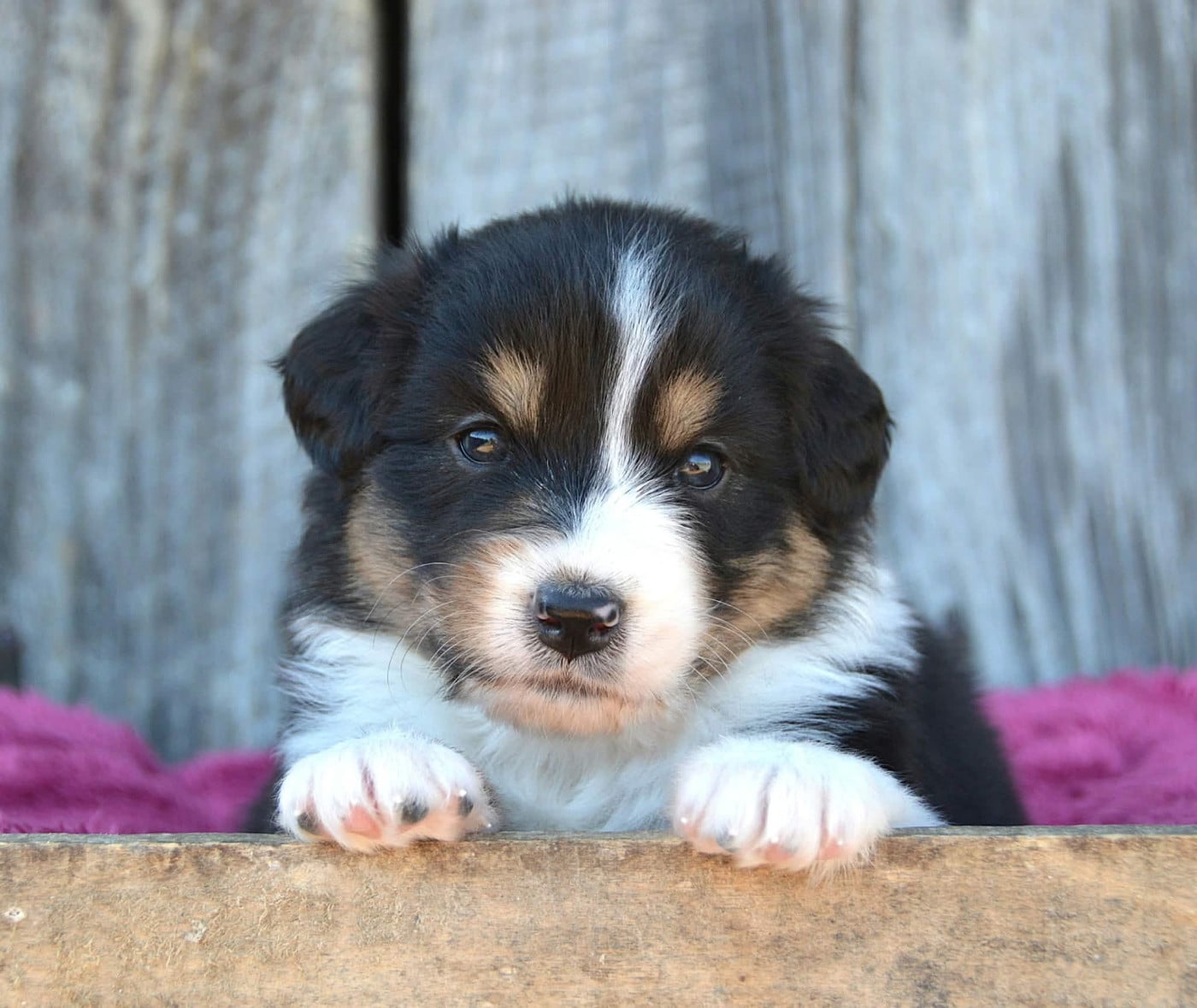 CHIOT 5