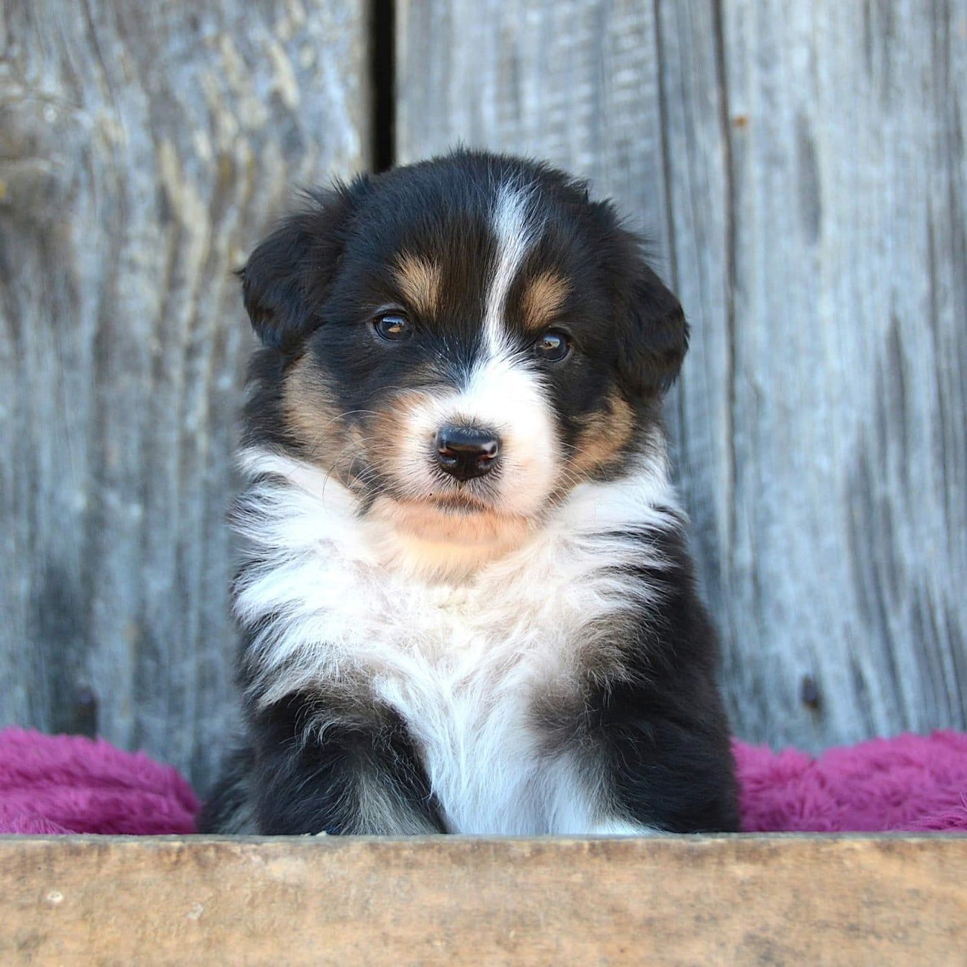CHIOT 5
