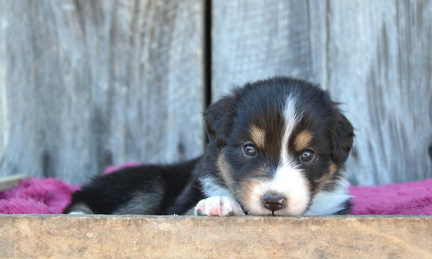 CHIOT 5