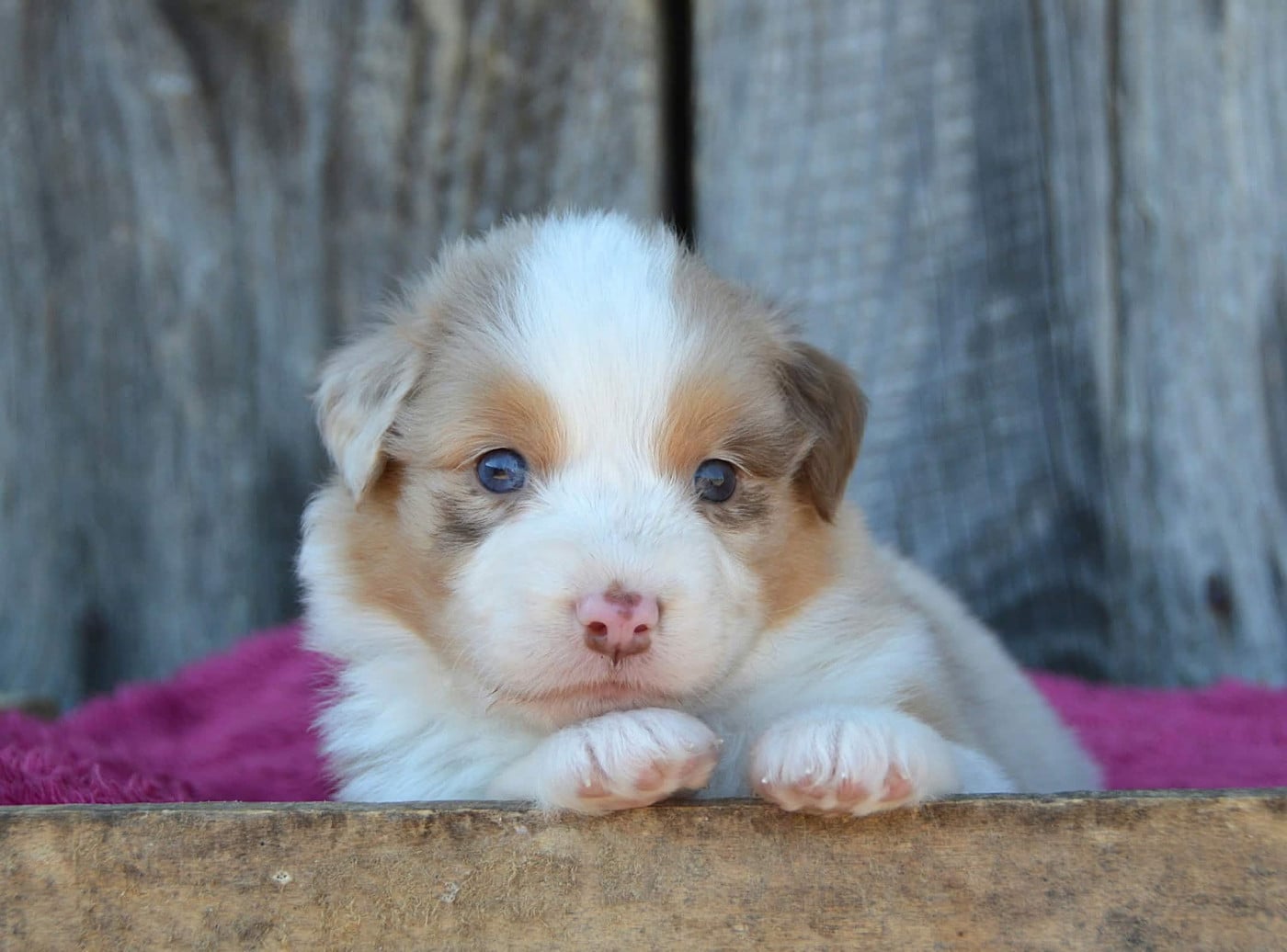 CHIOT 6