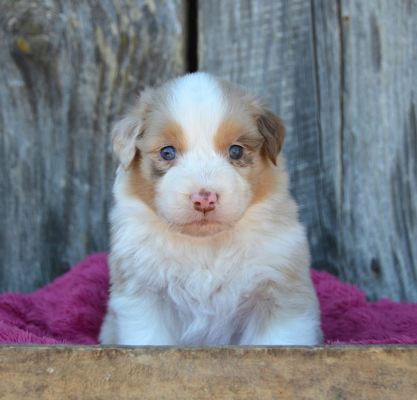 CHIOT 6