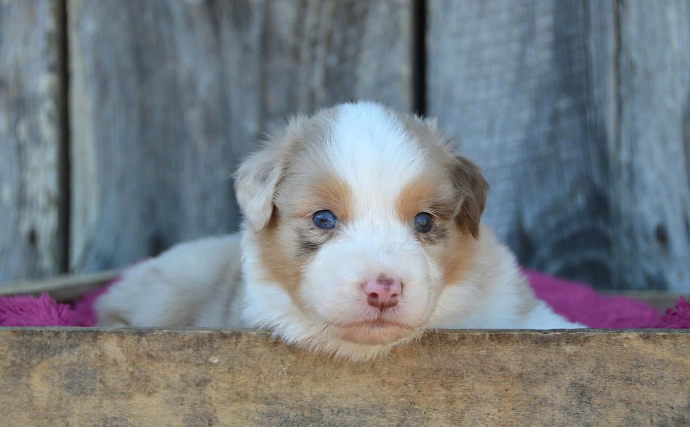 CHIOT 6