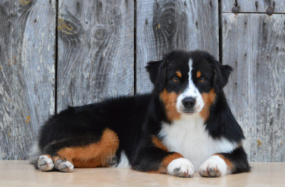 Les chiots de Berger Américain Miniature 