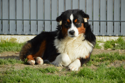 Les chiots de Berger Américain Miniature 