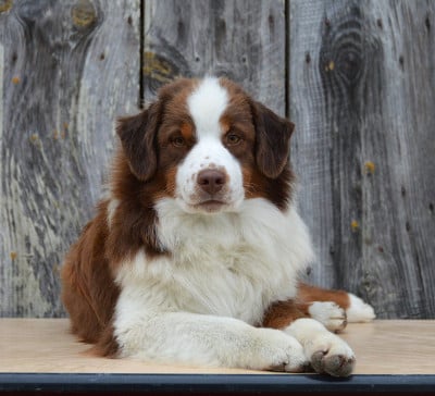 Les chiots de Berger Américain Miniature 