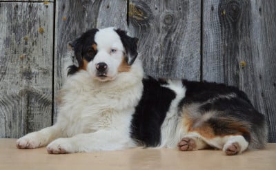 Les chiots de Berger Américain Miniature 