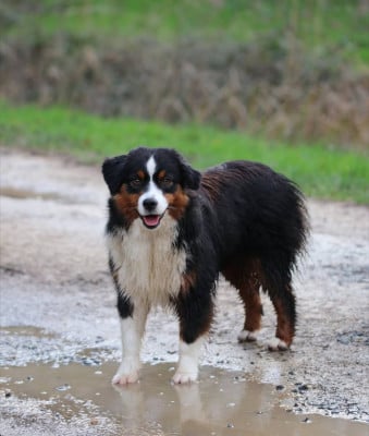 Les chiots de Berger Américain Miniature 