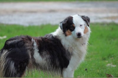 Les chiots de Berger Américain Miniature 