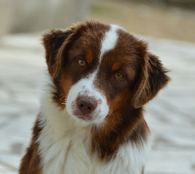 Les chiots de Berger Américain Miniature 