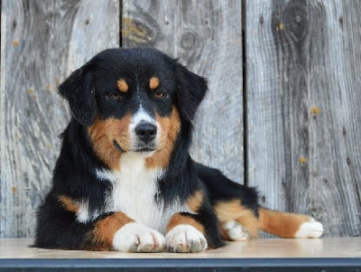 Les chiots de Berger Américain Miniature 