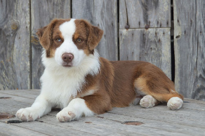Les chiots de Berger Américain Miniature 
