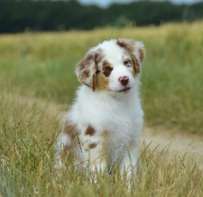 Les chiots de Berger Américain Miniature 