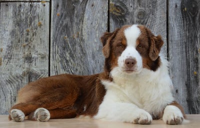 Les chiots de Berger Américain Miniature 
