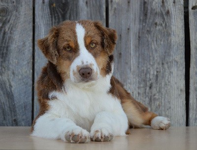 Berger Américain Miniature 