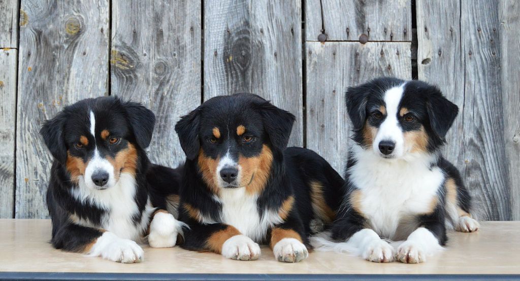 Animal Crackers "Crackers"