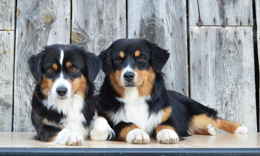 Animal Crackers "Crackers"