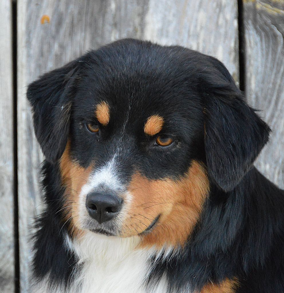 Animal Crackers "Crackers"