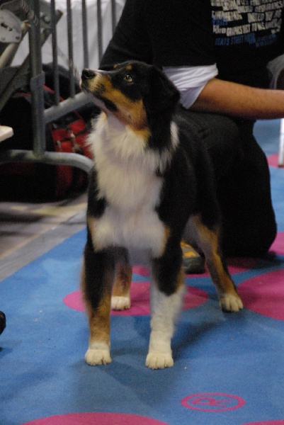 Sr.fairview come back home (faya) de l'Orée des charmois - 2ème excellent vice championne