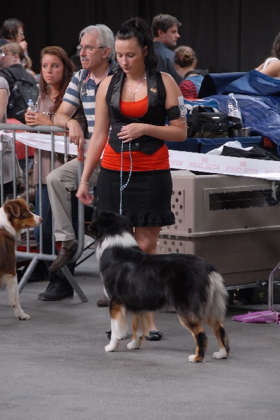 Sr.fairview come back home (faya) de l'Orée des charmois - 3ème Excellent