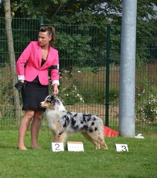 I'm the greatest star (indiana) du domaine de Keops - 2ème excellent RCACC