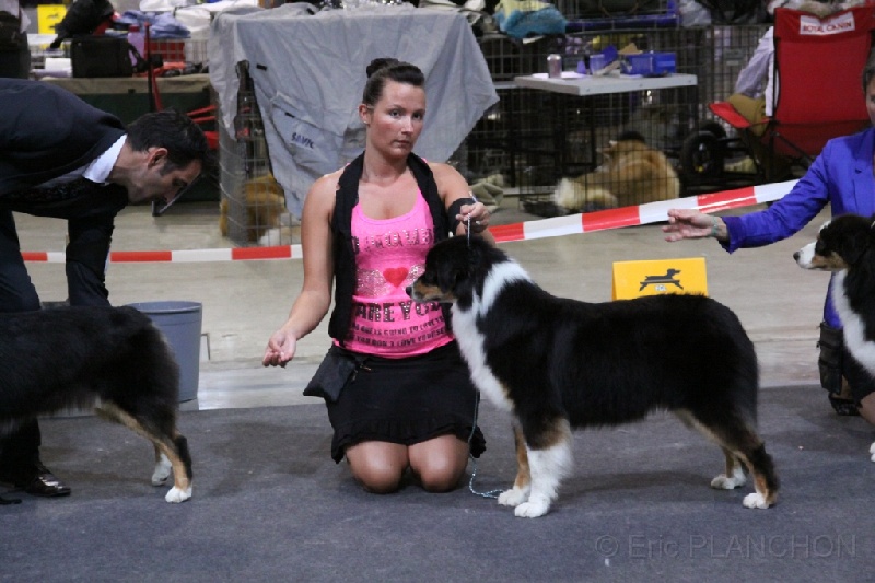 Sr.fairview come back home (faya) de l'Orée des charmois - 2ème excellent RCACL