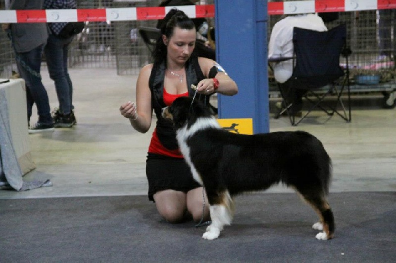 Sr.fairview come back home (faya) de l'Orée des charmois - 2ème Excellent RCACL