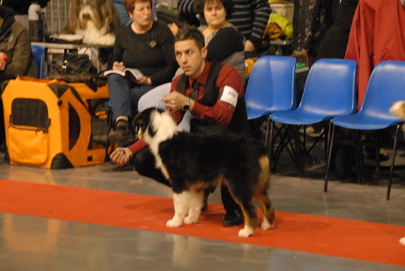 Give me a kiss du domaine de Keops - tres prometteur Meilleur Puppy