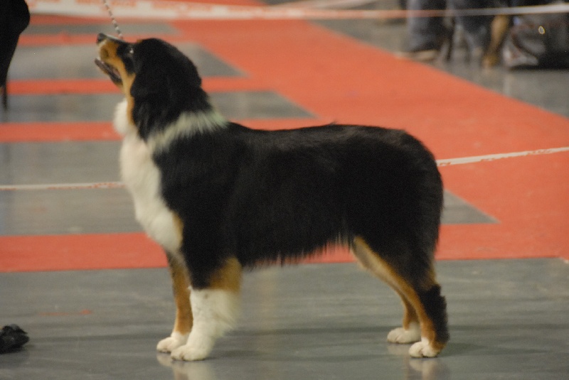 Sr.fairview come back home (faya) de l'Orée des charmois - 2ème Excellent