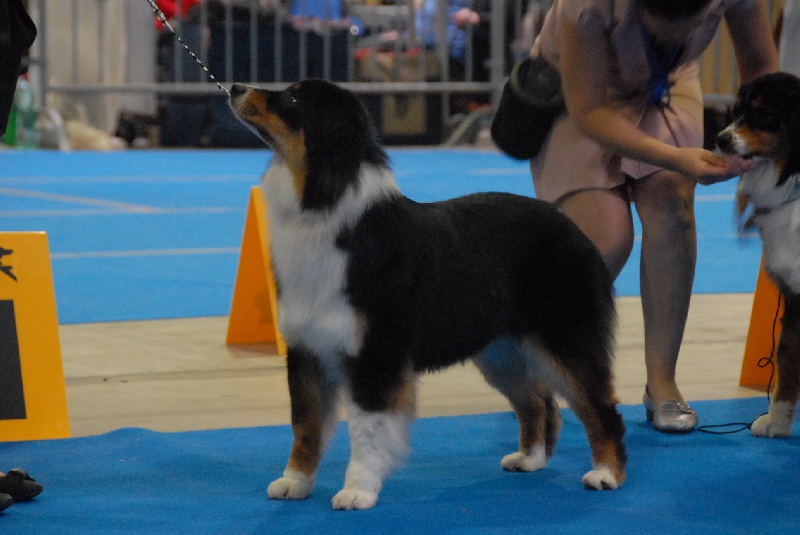 Sr.fairview come back home (faya) de l'Orée des charmois - Excellent non classé