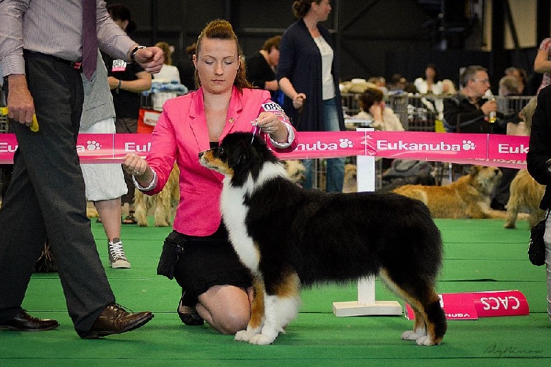 Sr.fairview come back home (faya) de l'Orée des charmois - excellent non classé