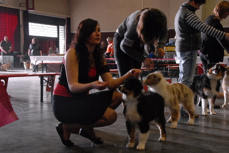 Sr.fairview come back home (faya) de l'Orée des charmois - 3ème Excellent